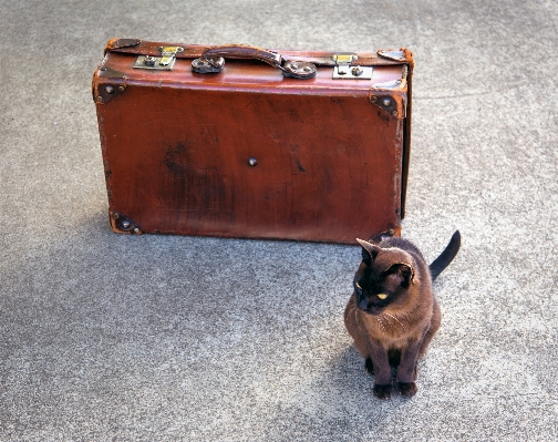 Furniture suitcase Photo