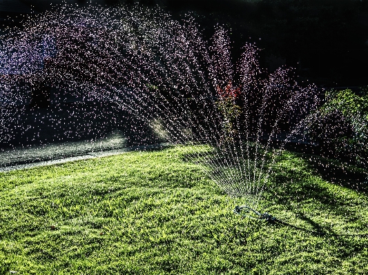 Water grass plant lawn Photo