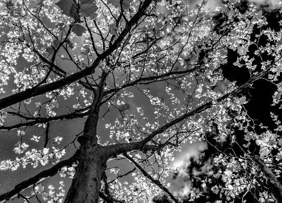 Photo Arbre bifurquer fleurir noir et blanc
