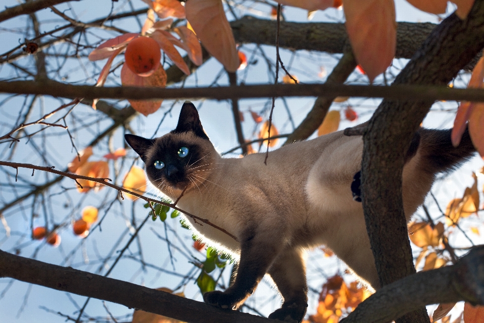 Kedi sonbahar memeli gözler