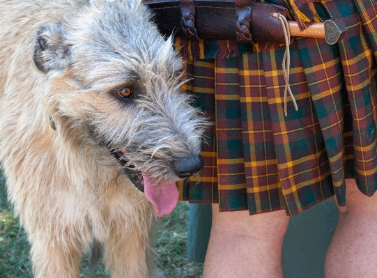 Foto Cachorro padrão mamífero cão de caça