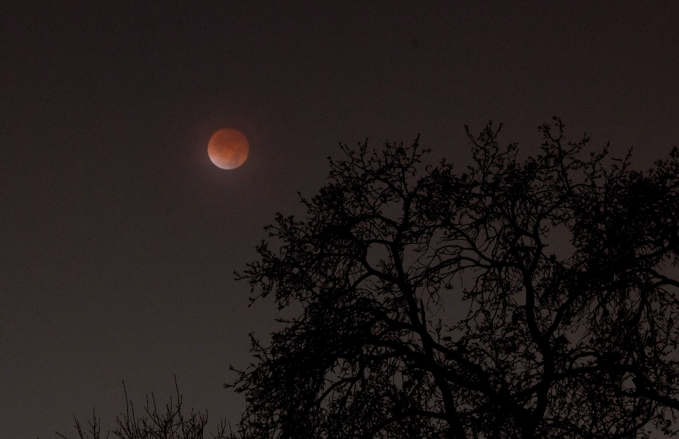 árbol horizonte cielo noche