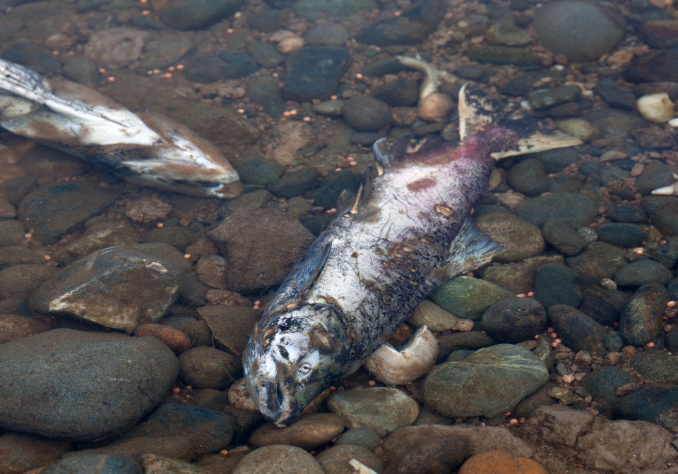 Río fauna silvestre pez muerte