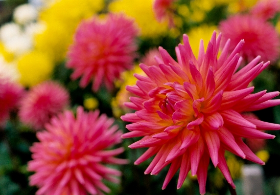 Plant flower petal botany Photo