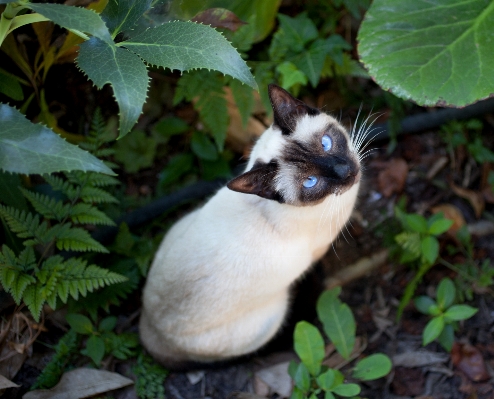 Flower wildlife cat mammal Photo