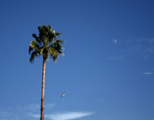 Sea tree horizon cloud Photo