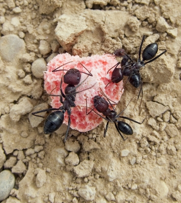 Flower insect soil fauna Photo