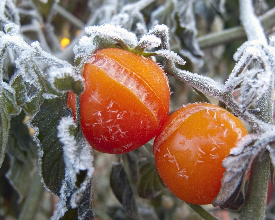 Bifurquer hiver usine fruit