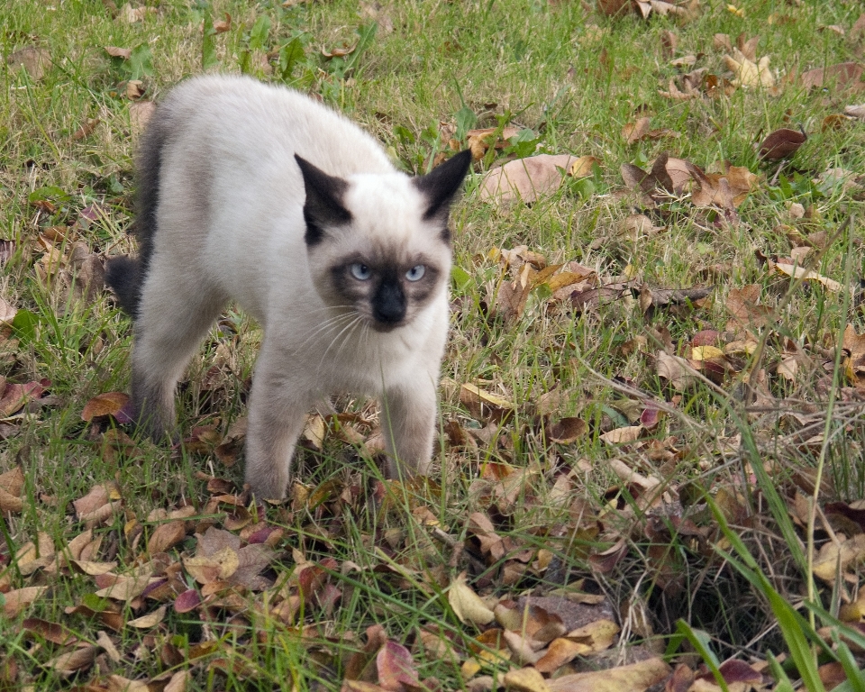 Kätzchen katze säugetier fauna