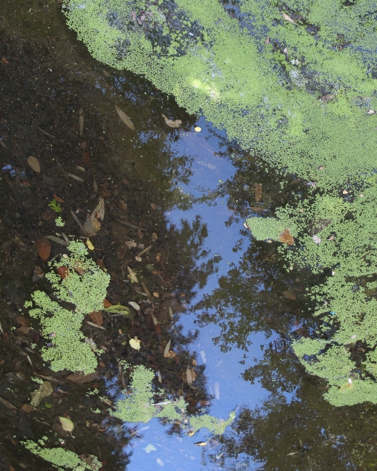 Tree water forest creek