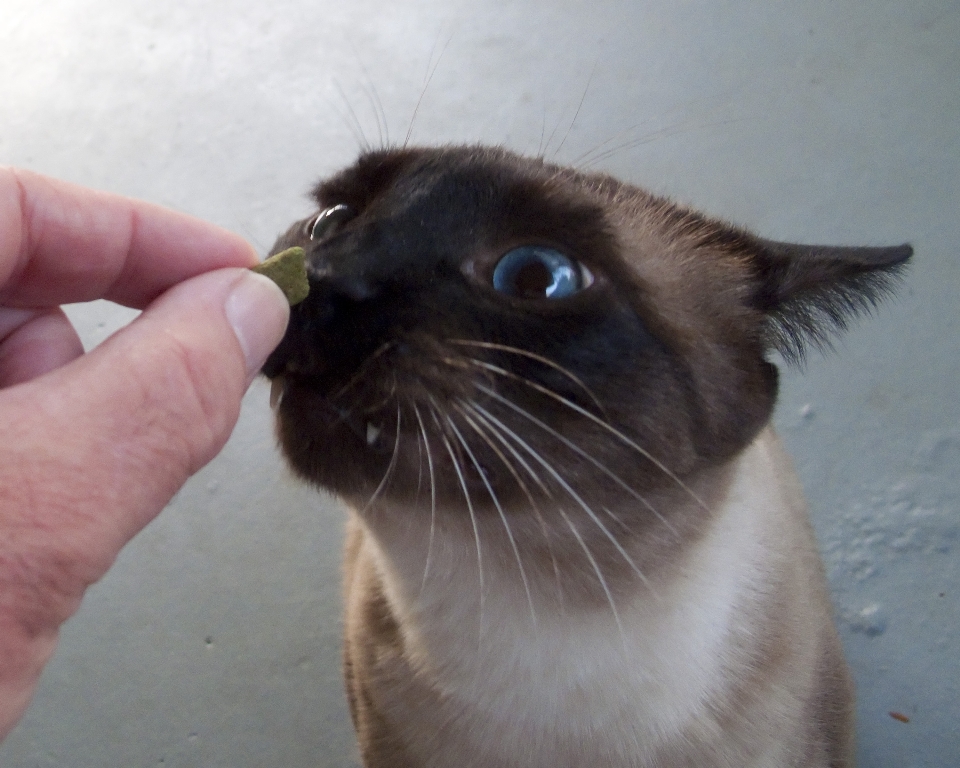 Kucing mamalia biru fauna