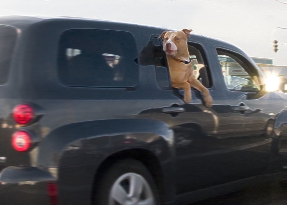 Traffic car pet truck