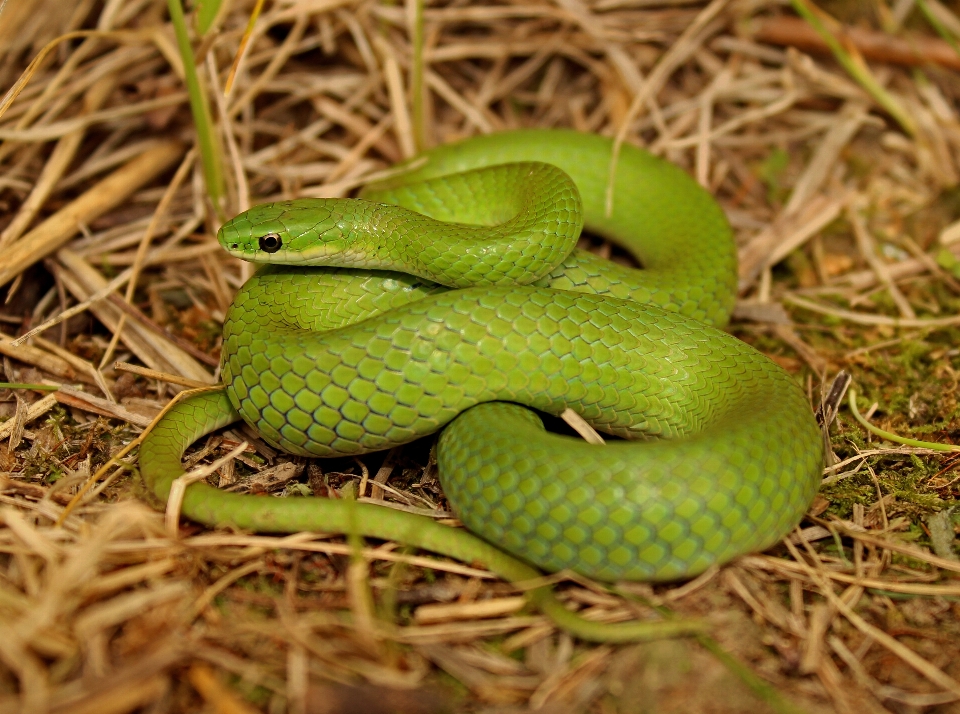 Nature la photographie prairie
 animal