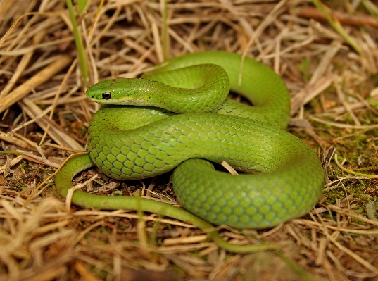 自然 写真撮影 草原
 動物 写真