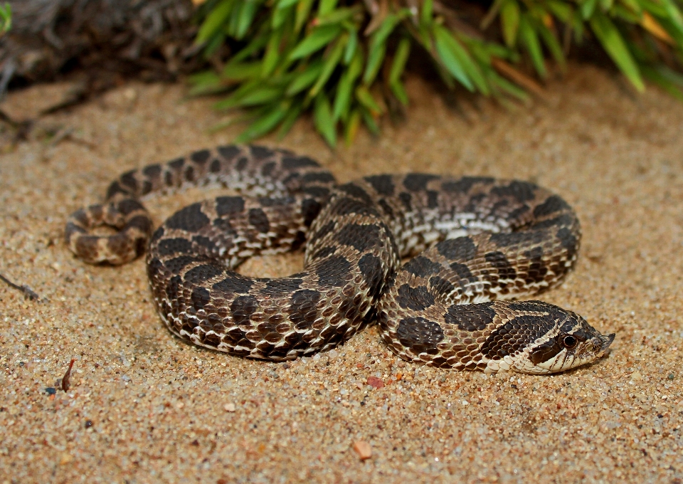 Natureza areia pradaria
 cair