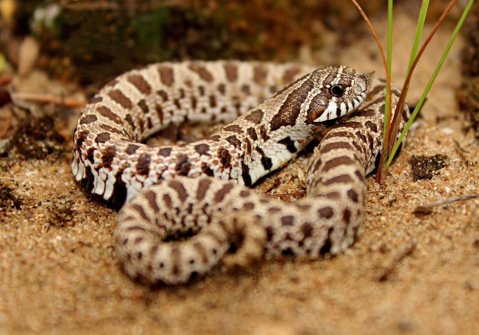 Natureza areia branco pradaria
