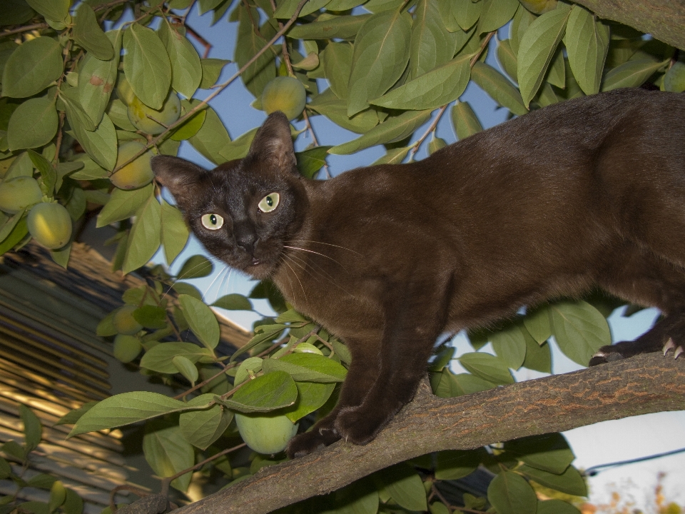 Tree cat mammal fauna