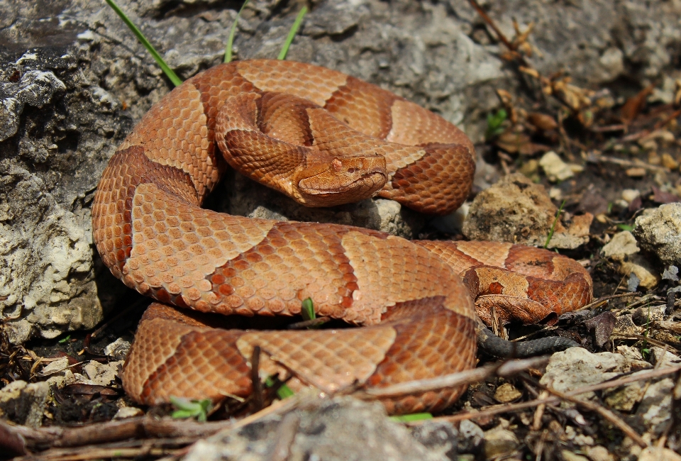 Leaf wildlife reptile fauna