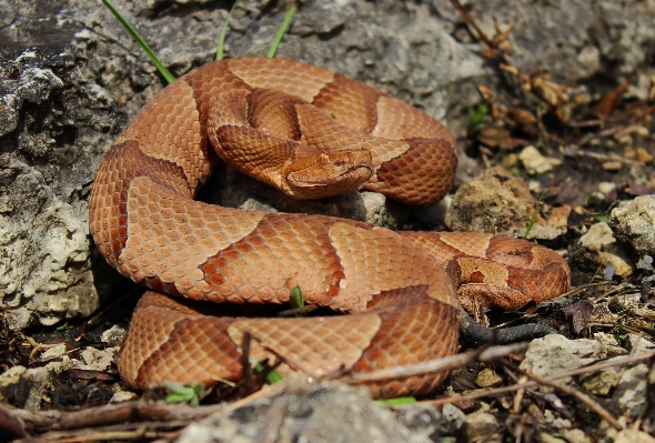 Leaf wildlife reptile fauna Photo