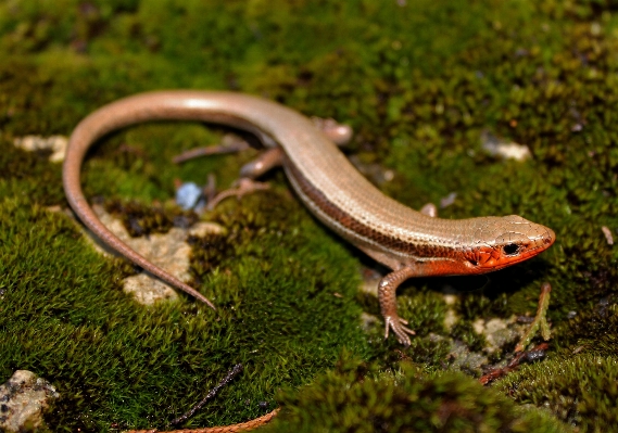 Nature photography male wildlife Photo