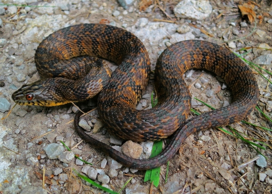 Foto Acqua animali selvatici rettile fauna