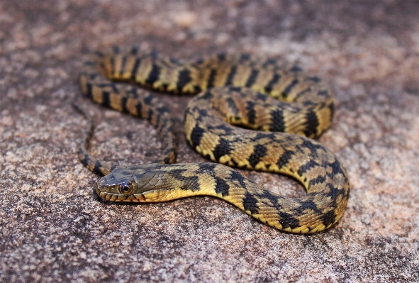 Foto Acqua animali selvatici rettile fauna