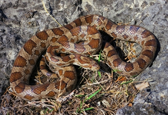 Foto Margasatwa reptil fauna tikus