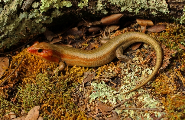 Male wildlife reptile season Photo