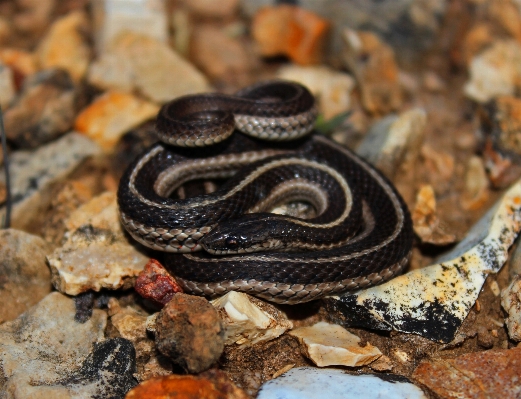 Wildlife reptile fauna close up Photo