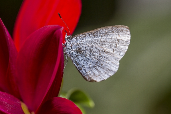 Nature wing bokeh plant Photo