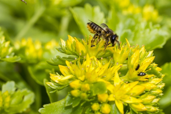 Nature plant photography meadow Photo