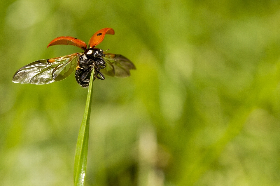 Natura trawa zakład fotografia