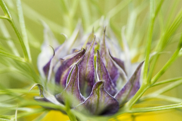 Nature grass bokeh plant Photo