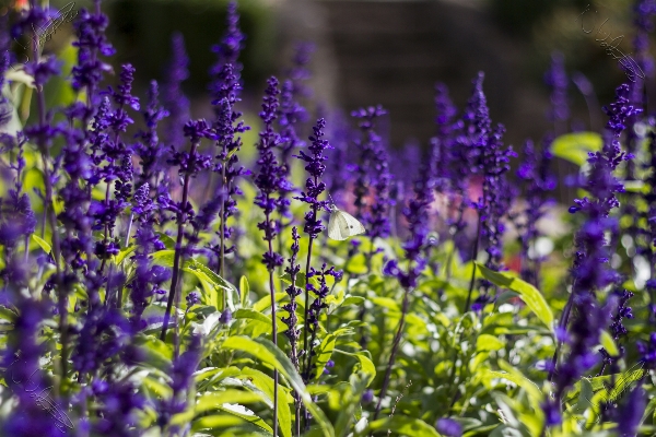 Grass plant meadow flower Photo