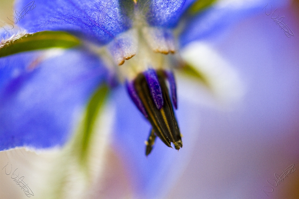 Florescer bokeh
 plantar fotografia