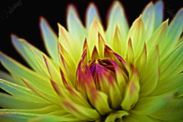 概要 植物 写真撮影 葉 写真