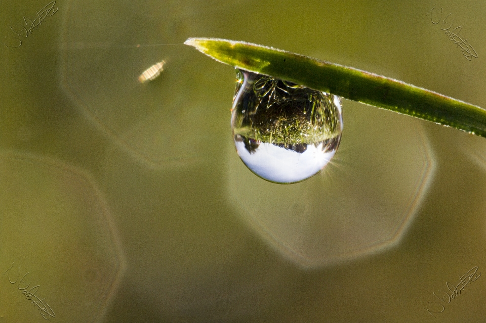 Acqua erba gocciolare rugiada