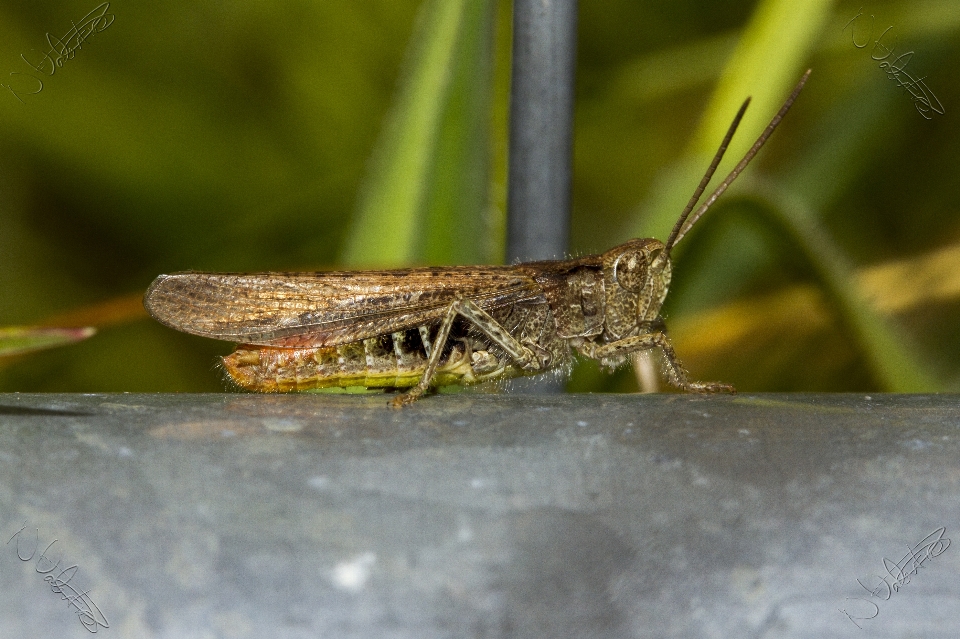 насекомое канон fauna беспозвоночный