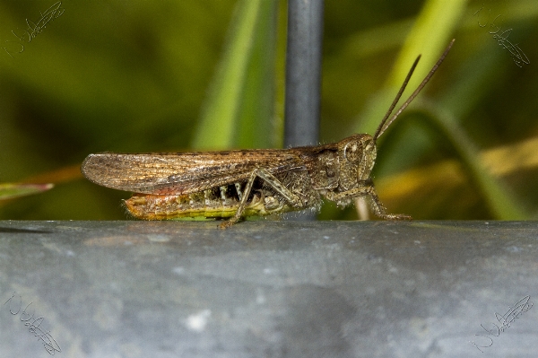 Foto Inseto cânone fauna invertebrado