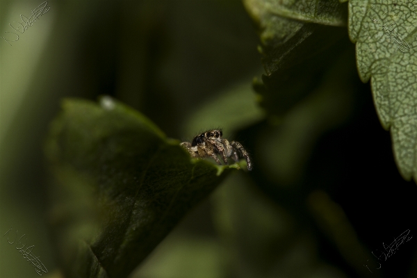 Foto Alam cabang fotografi daun