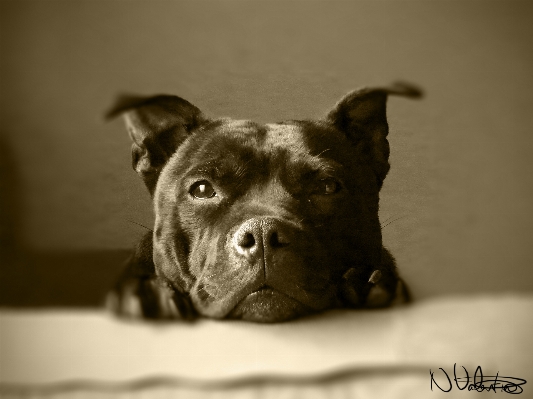 Schwarz und weiß
 weiss welpe hund Foto