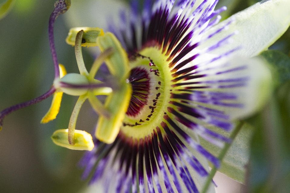 Natura fiore pianta fotografia