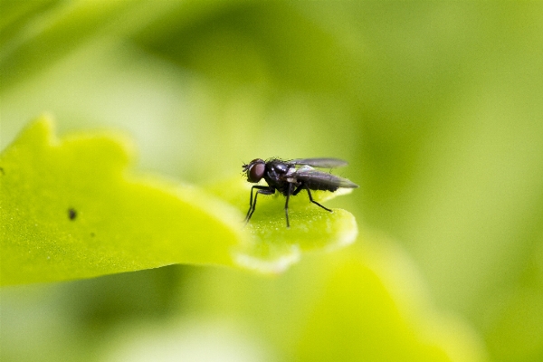 Foto Alam fotografi daun bunga