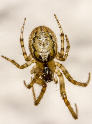 Foto Fauna invertebrata merapatkan
 laba-laba