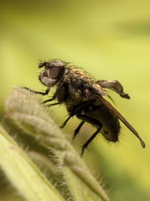 Nature photography flower fly Photo