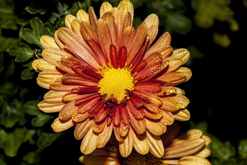 Plant photography leaf flower