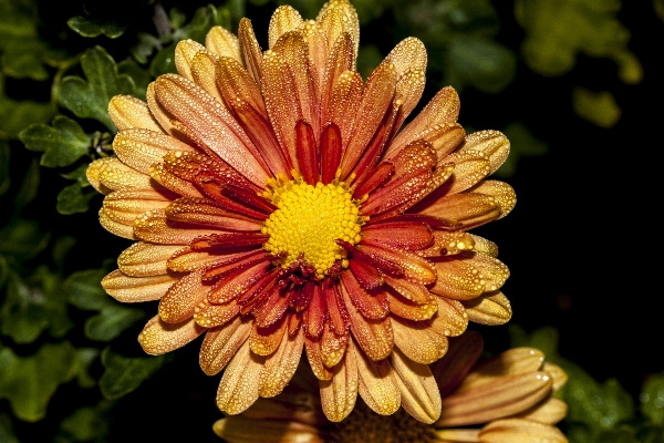 Plant photography leaf flower Photo