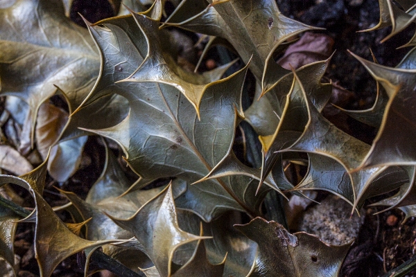 Tree branch plant wood Photo