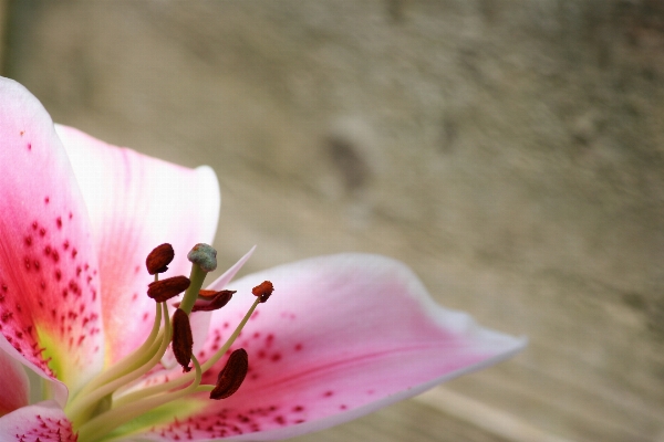 Blossom plant photography leaf Photo