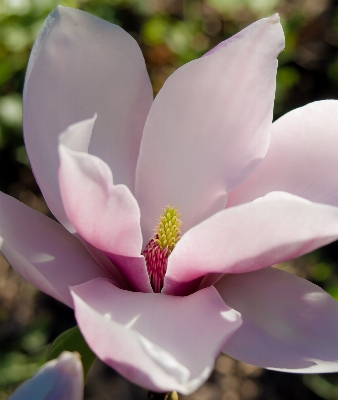 Blossom plant flower petal Photo